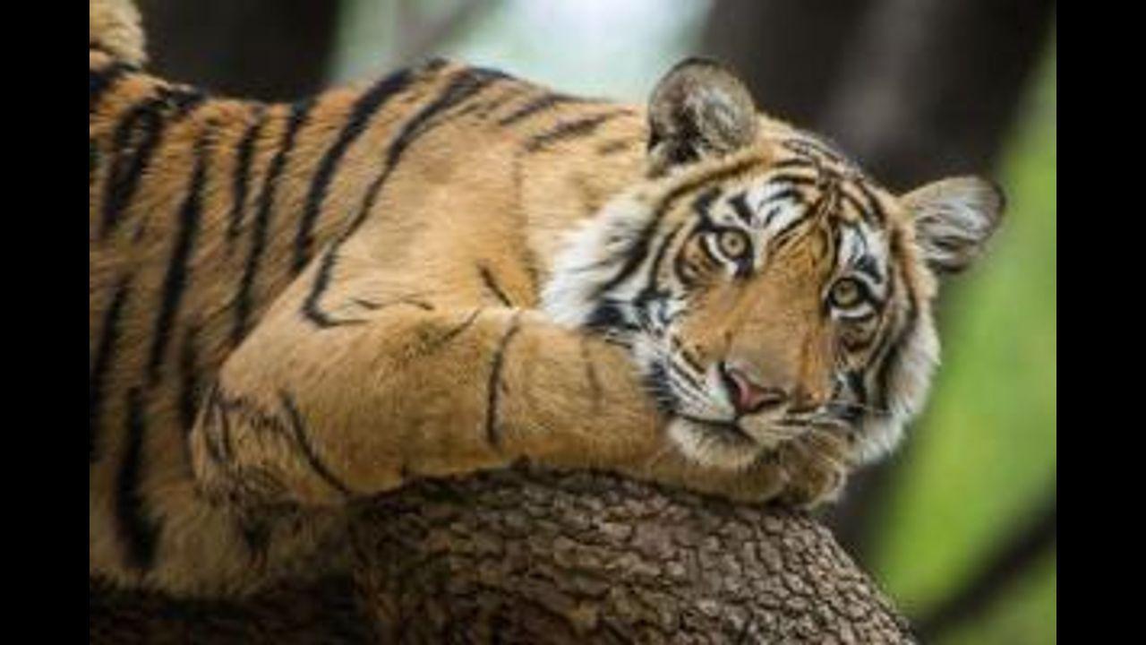 Delhi zoo gets 2 tigresses from Maharashtra for conservation breeding